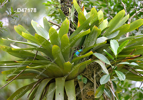 Green-headed Tanager (Tangara seledon)